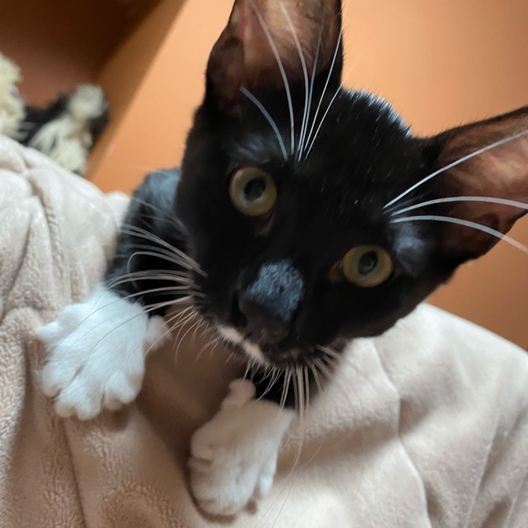 Meet your Posher, Jaci - Picture 1 of 1